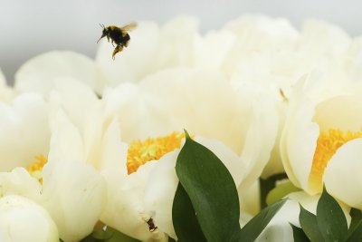 Преди 8 март: Поскъпват цветята в Русенско