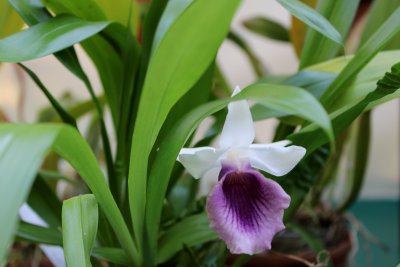 Над 800 вида орхидеи могат да се видят в изложение в Ботаническата градина на БАН