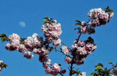 Сакурата разцъфна по-рано тази година в Япония