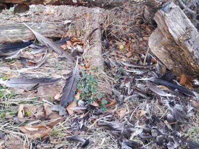 Девет лешояда са загинали вследствие на отравянето край Котел през януари