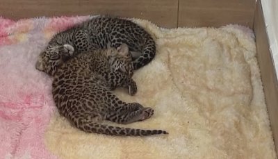 Две бебе леопард се родиха в Мексико