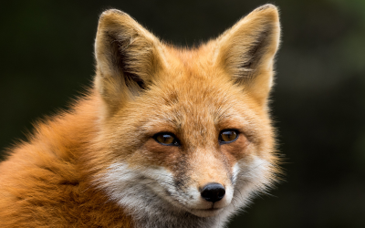 Нелегален пасажер: Лисица пътува с товарен кораб от Англия до САЩ