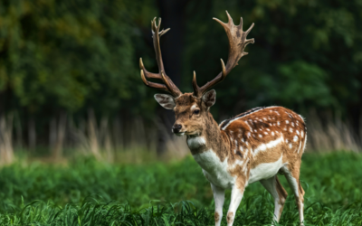Здържаха бракониери за отстрелян благороден елен