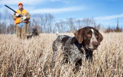 Съдбата на ловните кучета в Испания - природозащитници искат промени