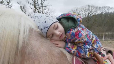 Конна база във Варна търси нов дом за конете, участващи в терапия за деца със специални нужди