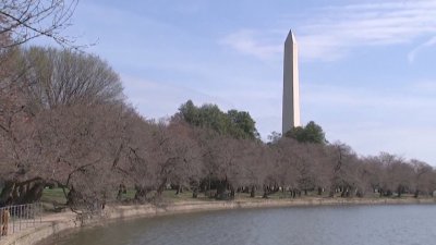 Пролетта настъпва: Започна цъфтежът на сакурите във Вашингтон