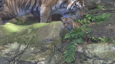 В берлинския зоопарк беше представено тигърчето Лили (ВИДЕО)