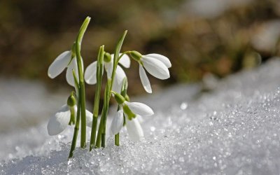 Weather in Bulgaria: Astronomical Spring Arrives with Snow