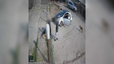 Куриоз в Благоевград: Мъж разби приют, за да си открадне кучето