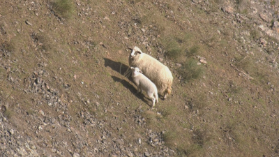 Sheep that Fell Into a Deep Gorge near Kardzhali Have Been Rescued