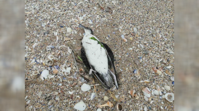 На прага на екокатастрофа? Морето изхвърли 9 делфина и над 300 птици от защитен вид