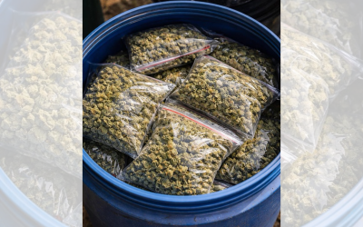 Police in Burgas Uncover Cannabis Farm, Seize 15kg of Marijuana