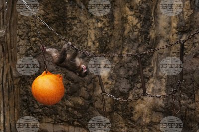 Пънч пораства: вече търси истински приятели