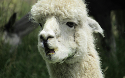 Турските власти иззеха десетки животни от минибус, опитал да премине границата с Гърция