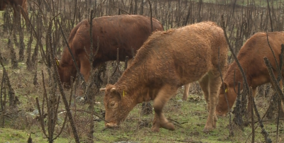 Шест бика прекосиха границата между България и РСМ &ndash; каква ще е съдбата им?