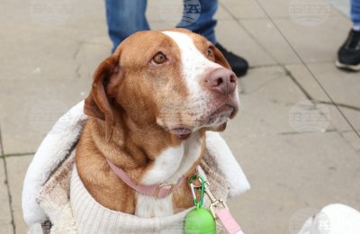 В София откриха кампанията &bdquo;Сканирай лапата&ldquo; за помощ на животни в риск