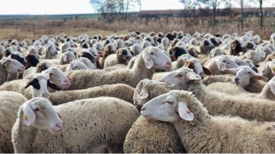 Veterinary Authorities Take Measures to Prevent Spread of Sheep, Goat Pox and Foot-and-Mouth Disease