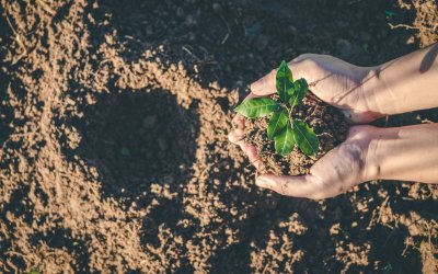 Турция планира да засади 600 млн. фиданки тази година