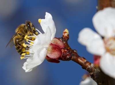 Цветята имат "биологичен часовник", който действа в съответствие с потребностите на насекомите