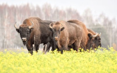 Six Bulls Strayed Across the Border from North Macedonia into Bulgaria - What Will Be Their Fate?