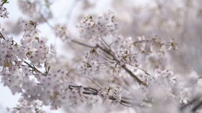 В разгара на пролетта - наслада за очите и небцето