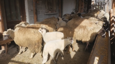 След огнища на зараза в Гърция и Кипър: Мерки за борба с шарката и шапа по животните в Хасково