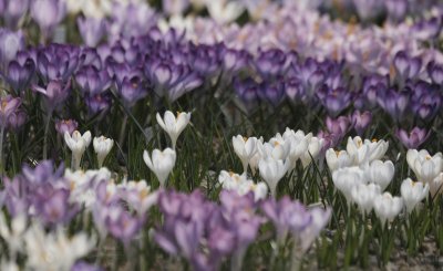 Почти без валежи в сряда, с температури между 12&deg; и 17&deg;