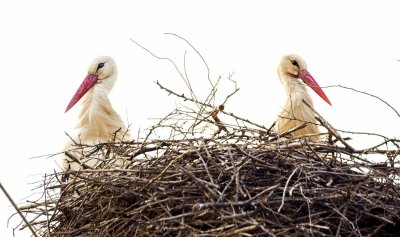 Щъркелите пристигнаха в софийския квартал "Бенковски" (СНИМКИ)