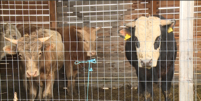 Happy Outcome: The Six Bulls that Crossed the Border from North Macedonia into Bulgaria to Be Transported Back Alive