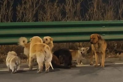 Седем кучета бягат заедно и изминават километри, за да се върнат у дома