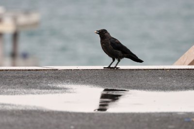 Rain, Thunderstorms and Cooling Temperatures Expected in the Coming Days