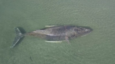 Успешна акция: Освободиха кит от плитчините на Балтийско море