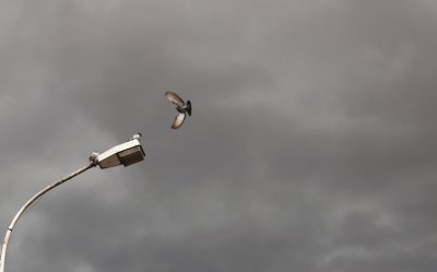 Ново осветление за паметника на Васил Левски