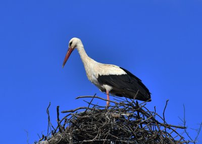 В кърджалийското село Звиница всички щъркелови гнезда вече са пълни