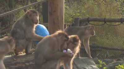 Великден в зоопарка: Макаци търсиха яйца и други лакомства