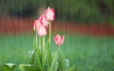 Значителни валежи днес и утре, слънчево и по-топло време от понеделник