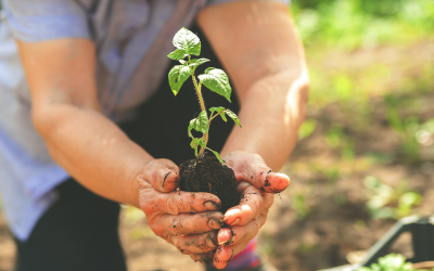 Скъпите горива и торове притискат земеделците: секторът предупреждава за риск от фалити