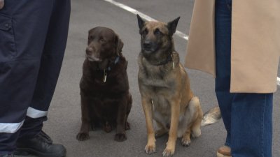 Four-Legged Rescuer Gary Recognised in the &ldquo;Firefighter of the Year&rdquo; Awards