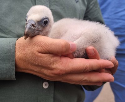 Third Consecutive Year of Griffon Vulture Hatchings at Stara Zagora Zoo
