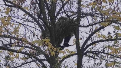 Неочакван гост: Малко мече се засели край Кричим