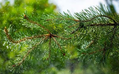 В събота се очакват валежи, на Великден ще има и слънчеви часове, но и увеличение на облачността