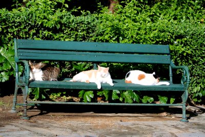 Колко са бездомни котки в Атина? (СНИМКИ)