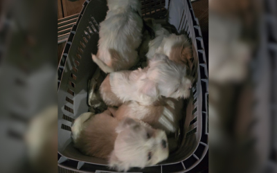 Bulgaria&rsquo;s Food Safety Agency Stops Illegal Dog Transport in Kresna