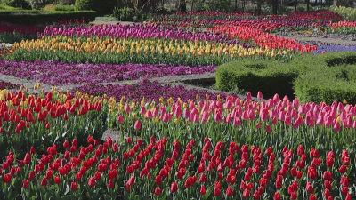 More Than 60,000 Tulips from 85 Varieties on Display at the Botanical Garden in Balchik
