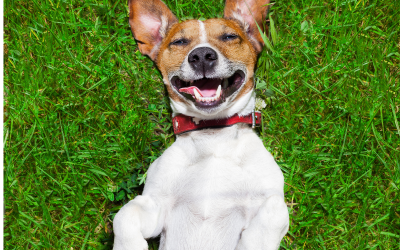 Dog Owners Should Walk Their Pets on a Lead in Urban Areas, Sofia Inspectorate Reminds