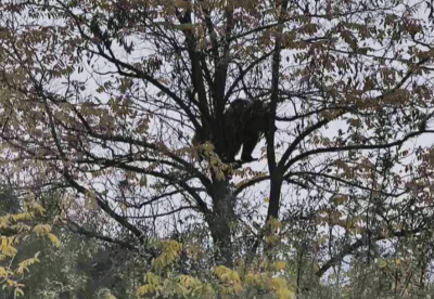 Кафява мечка е забелязана край язовир "Кричим"