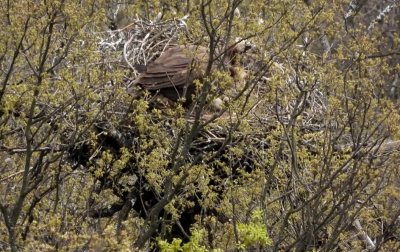 Black Vultures Return to Nest in Bulgaria&rsquo;s Rhodope Mountains After 33 Years