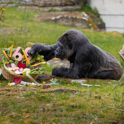 Женската горила Фату стана на 69 години (СНИМКИ)