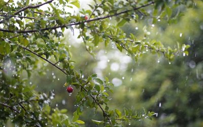 В събота ще има купесто-дъждовна облачност, с краткотрайни, временно интензивни валежи и гръмотевици