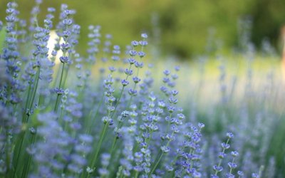 Променливо време с валежи до неделя